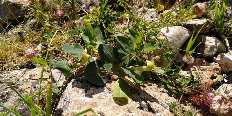 Aristolochia nardiana photo 8
