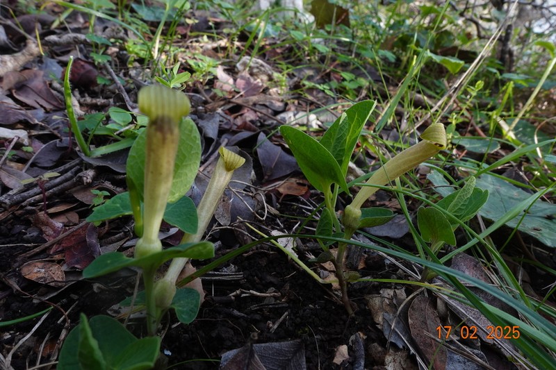 Aristolochia nardiana