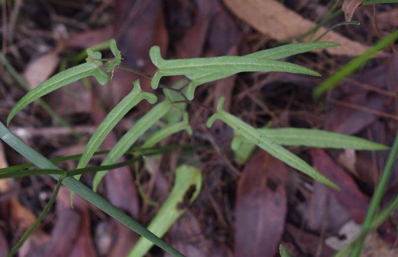 Aristolochia nauseifolia photo 4
