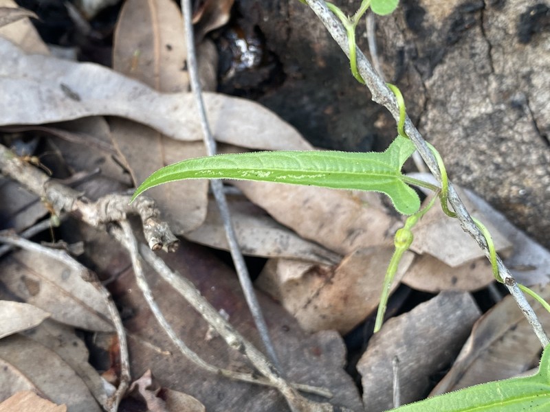 Aristolochia nauseifolia photo 5