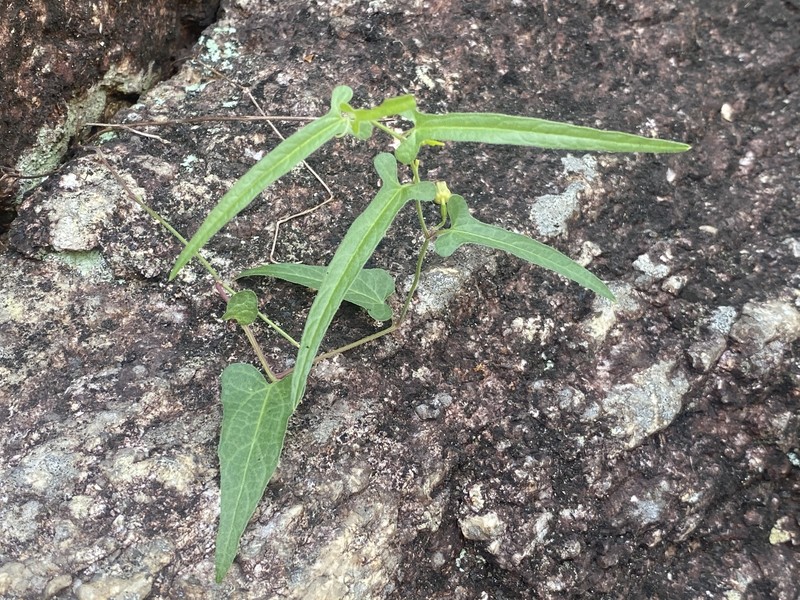 Aristolochia nauseifolia photo 6