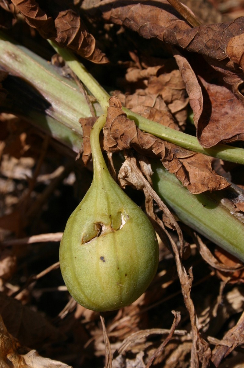 Aristolochia navicularis