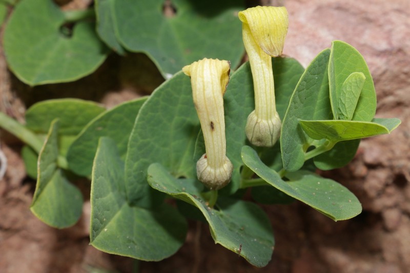 Aristolochia navicularis photo 2