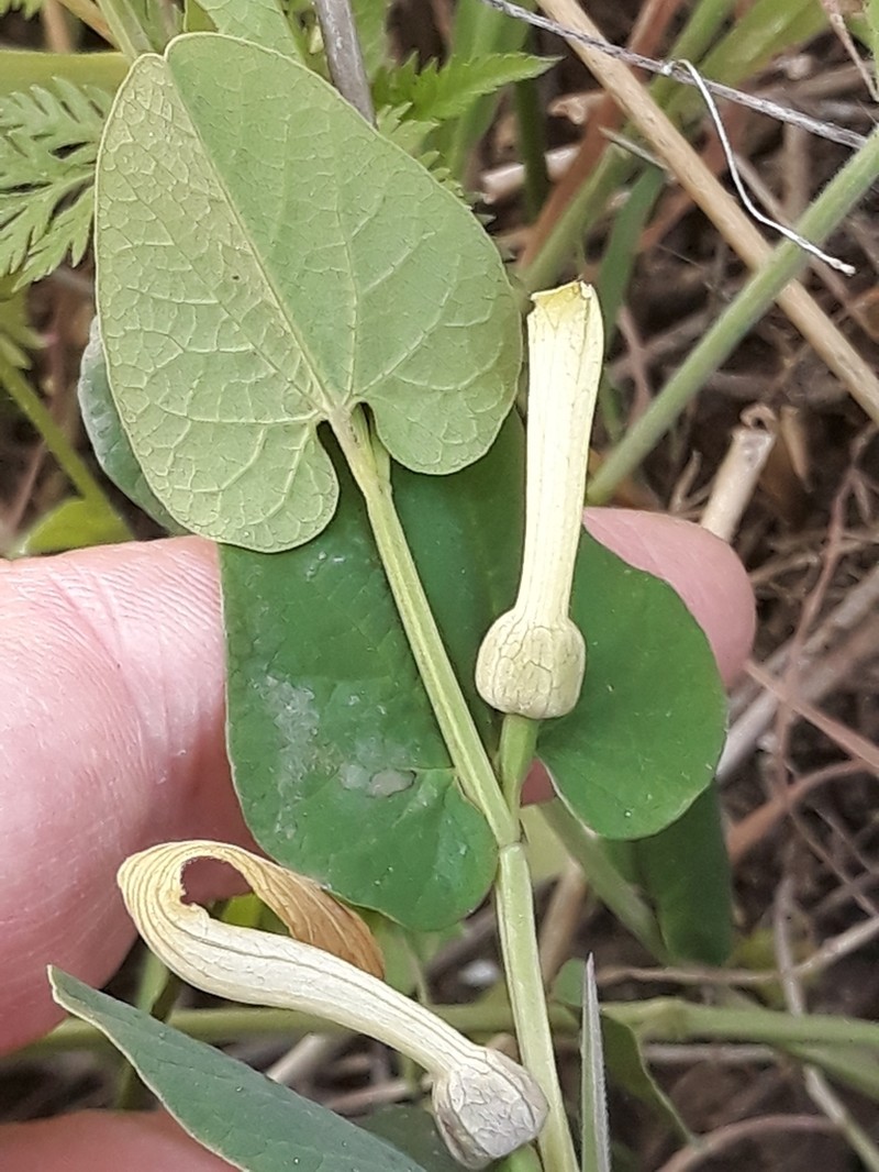 Aristolochia navicularis photo 3