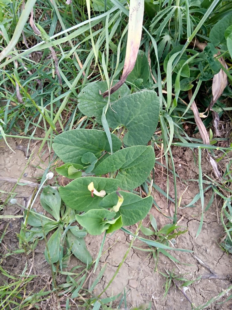 Aristolochia navicularis photo 4