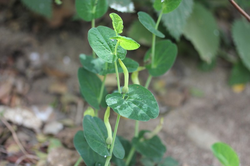 Aristolochia navicularis photo 5