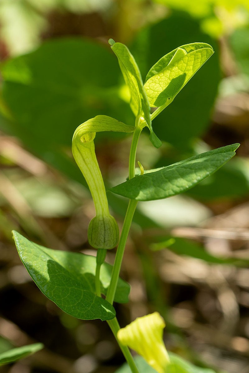 Aristolochia navicularis photo 7