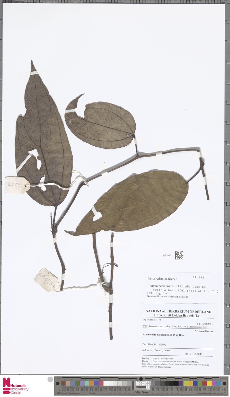 Aristolochia naviculilimba