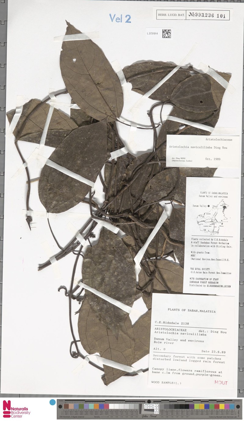 Aristolochia naviculilimba photo 2