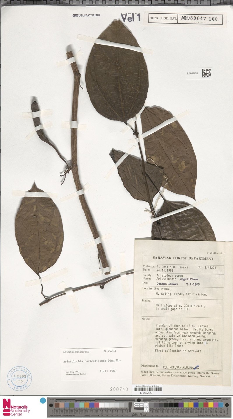 Aristolochia naviculilimba photo 3