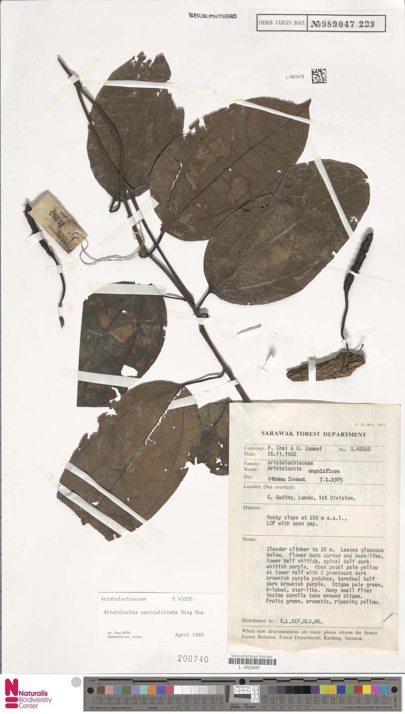Aristolochia naviculilimba photo 4