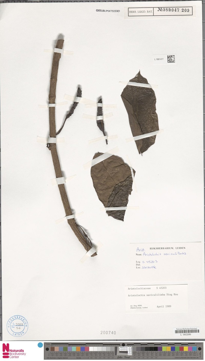 Aristolochia naviculilimba photo 5