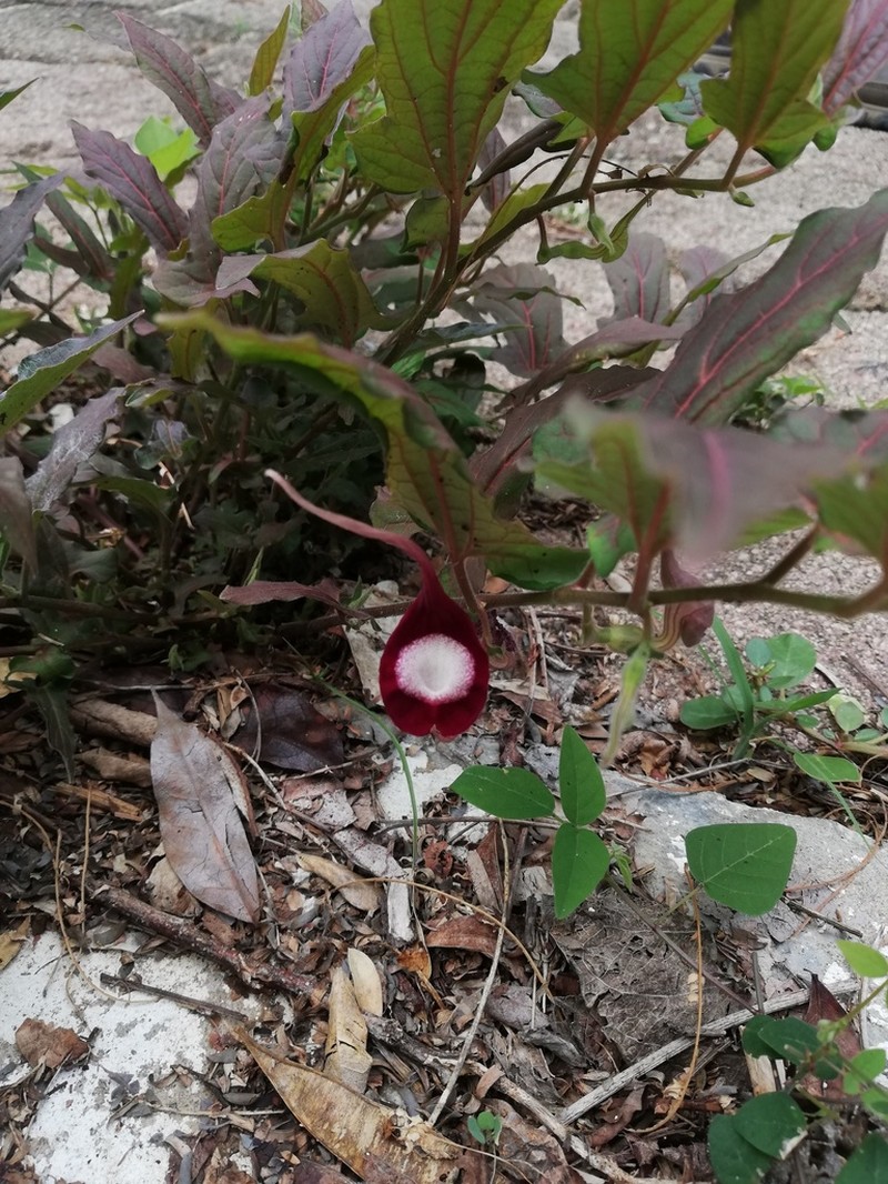Aristolochia nelsonii photo 2
