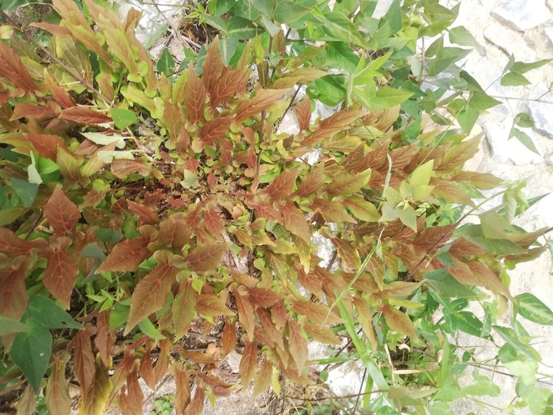 Aristolochia nelsonii photo 3