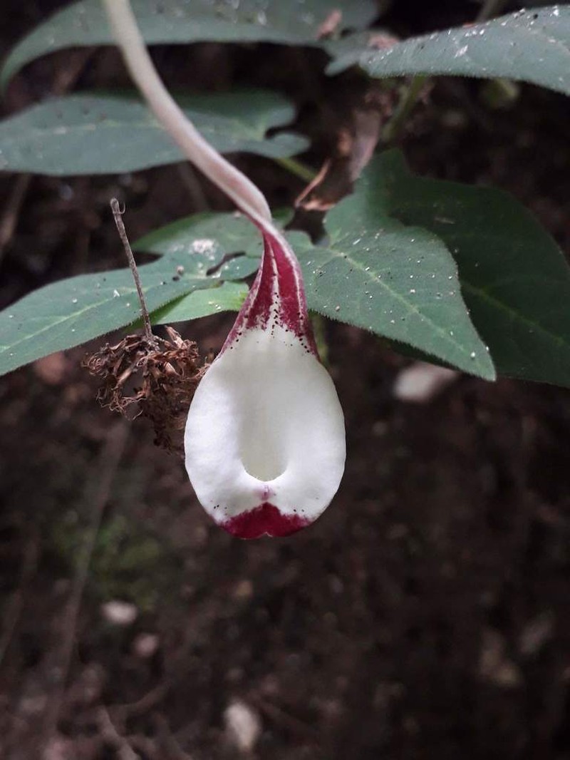 Aristolochia nelsonii photo 4