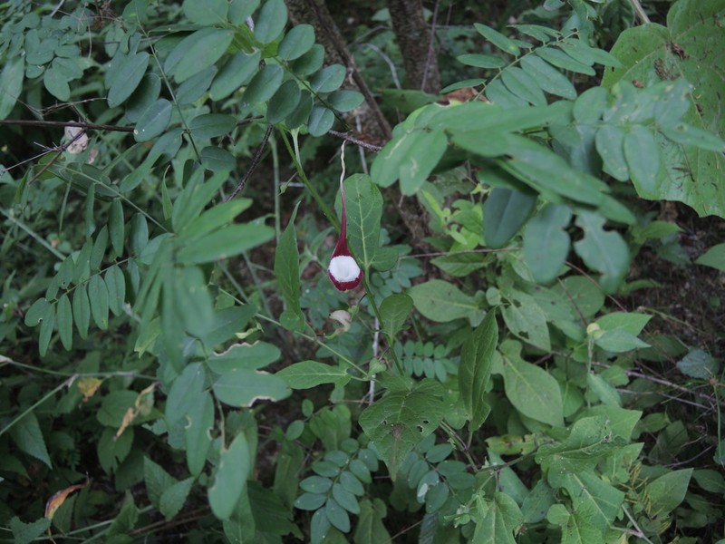 Aristolochia nelsonii photo 5