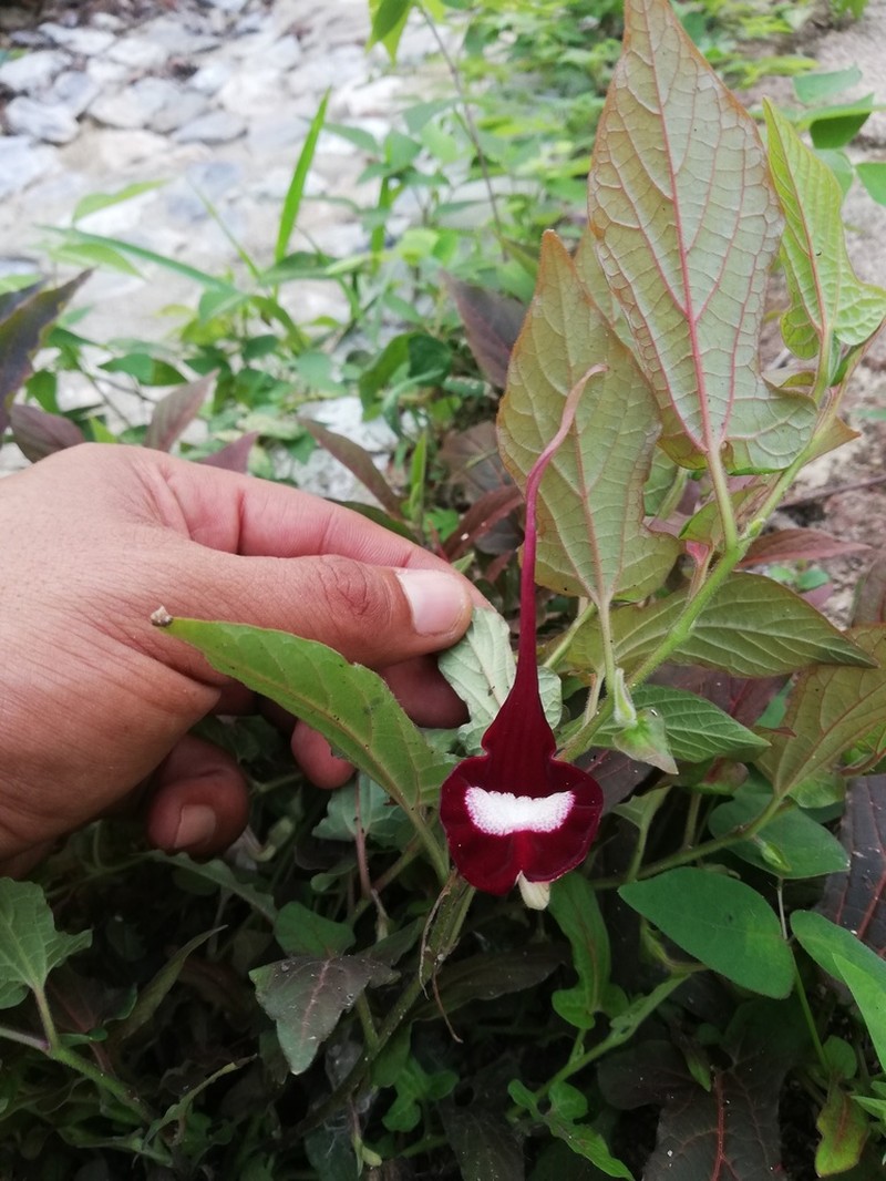 Aristolochia nelsonii photo 6
