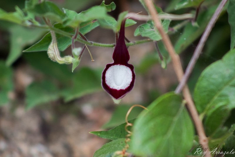 Aristolochia nelsonii photo 7