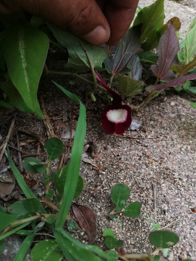 Aristolochia nelsonii photo 8