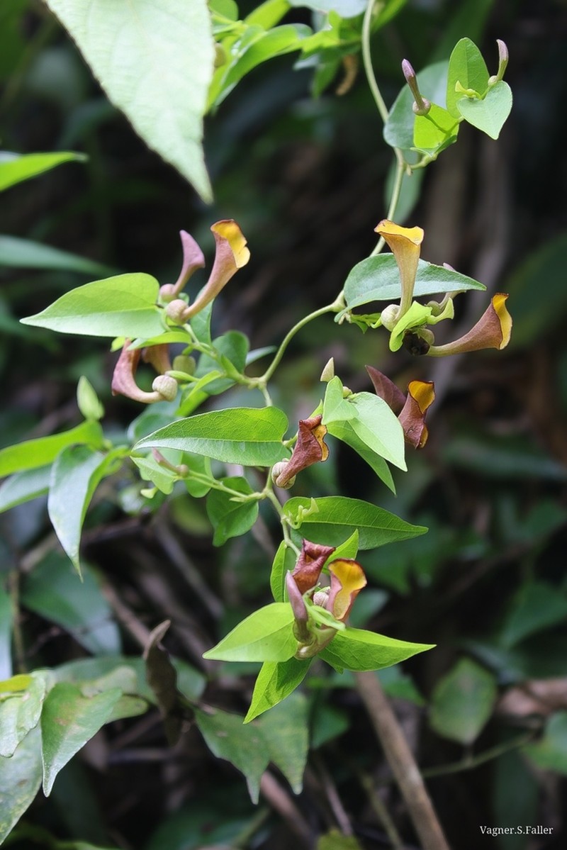 Aristolochia nevesarmondiana