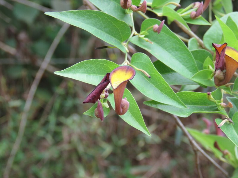 Aristolochia nevesarmondiana photo 3