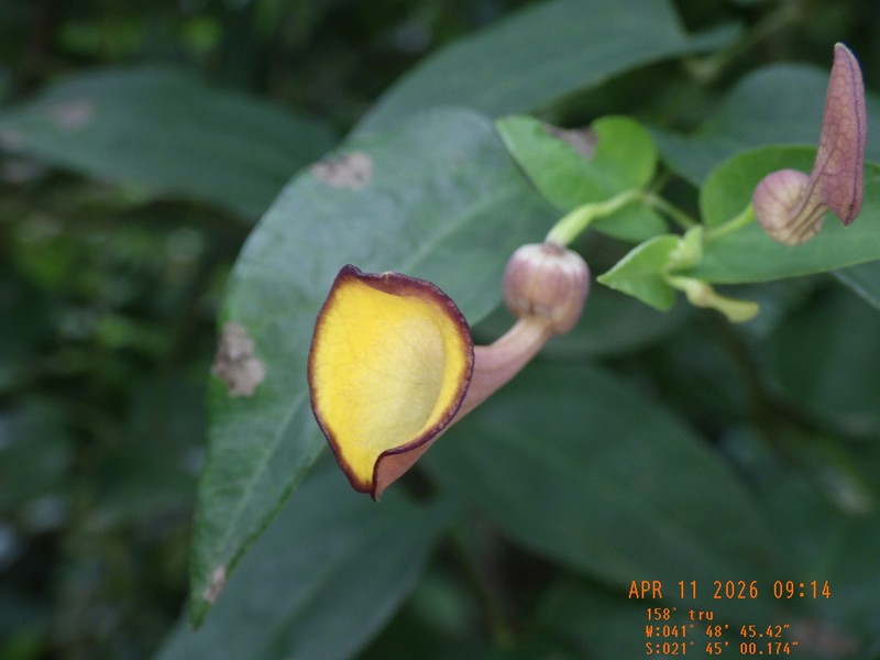 Aristolochia nevesarmondiana photo 4