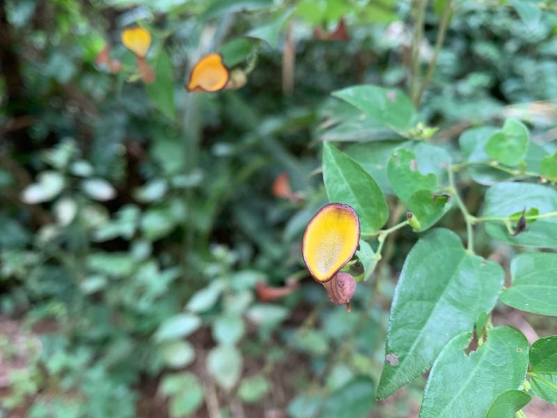 Aristolochia nevesarmondiana photo 7