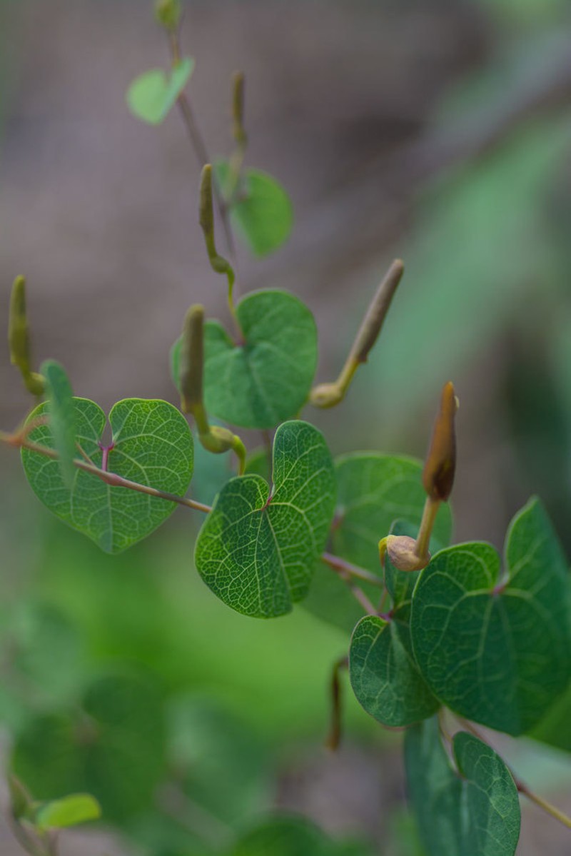 Aristolochia nummulariifolia