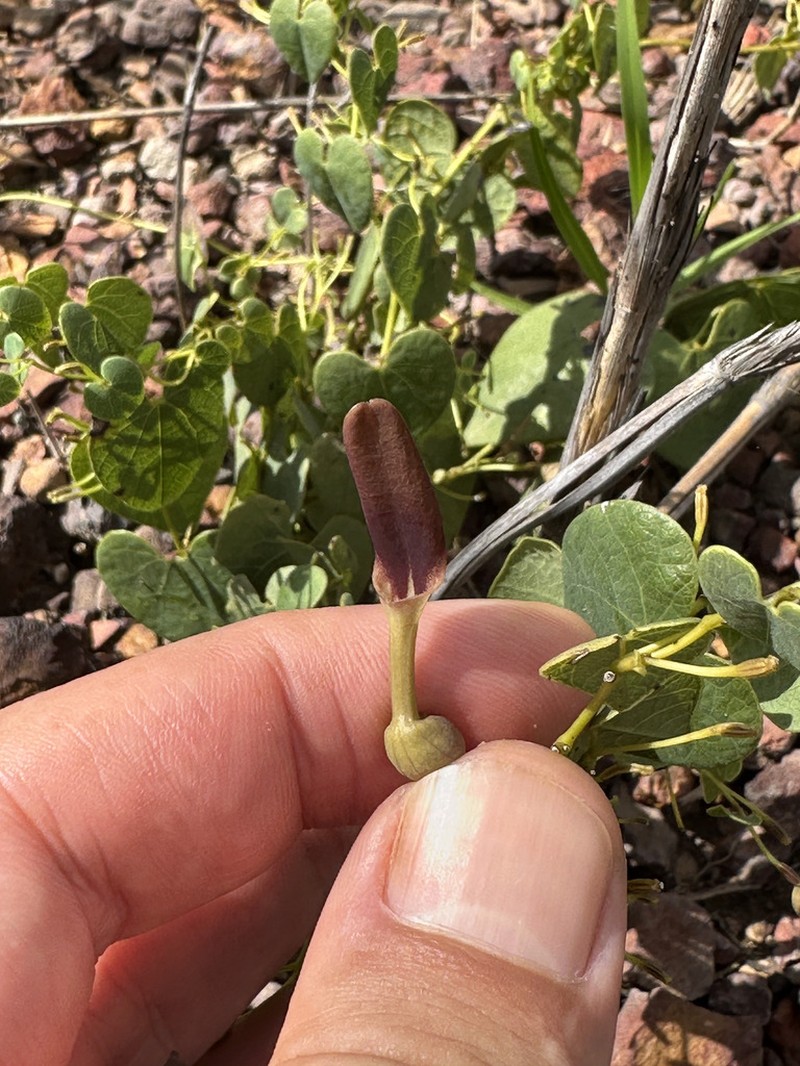 Aristolochia nummulariifolia photo 2