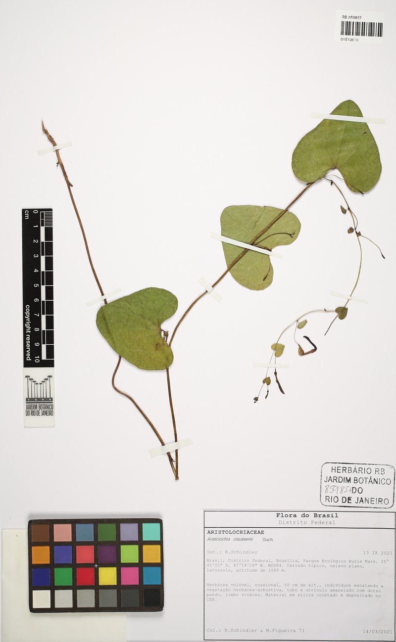 Aristolochia nummulariifolia photo 3