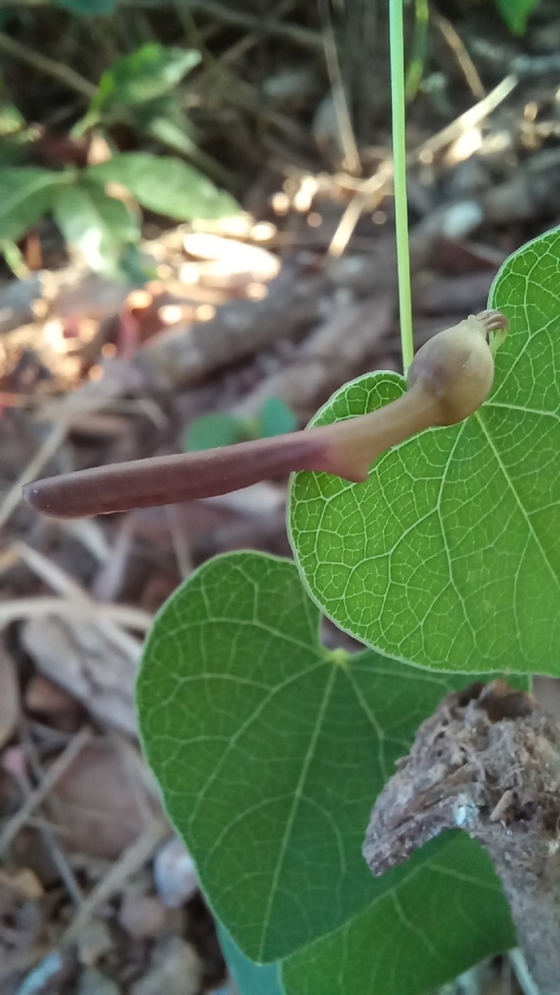 Aristolochia nummulariifolia photo 6