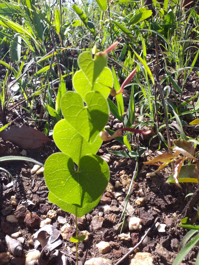Aristolochia nummulariifolia photo 7