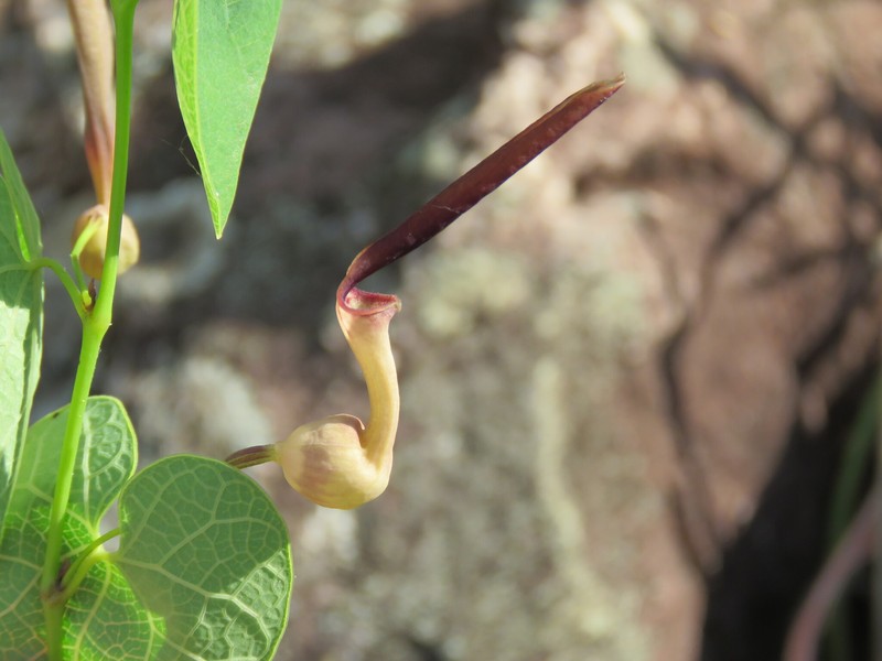 Aristolochia nummulariifolia photo 8
