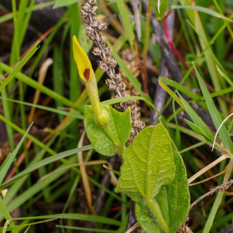 Aristolochia oaxacana