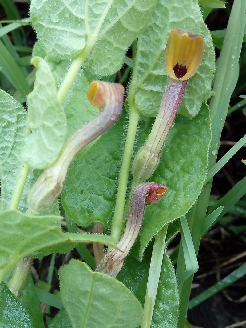 Aristolochia oaxacana photo 2