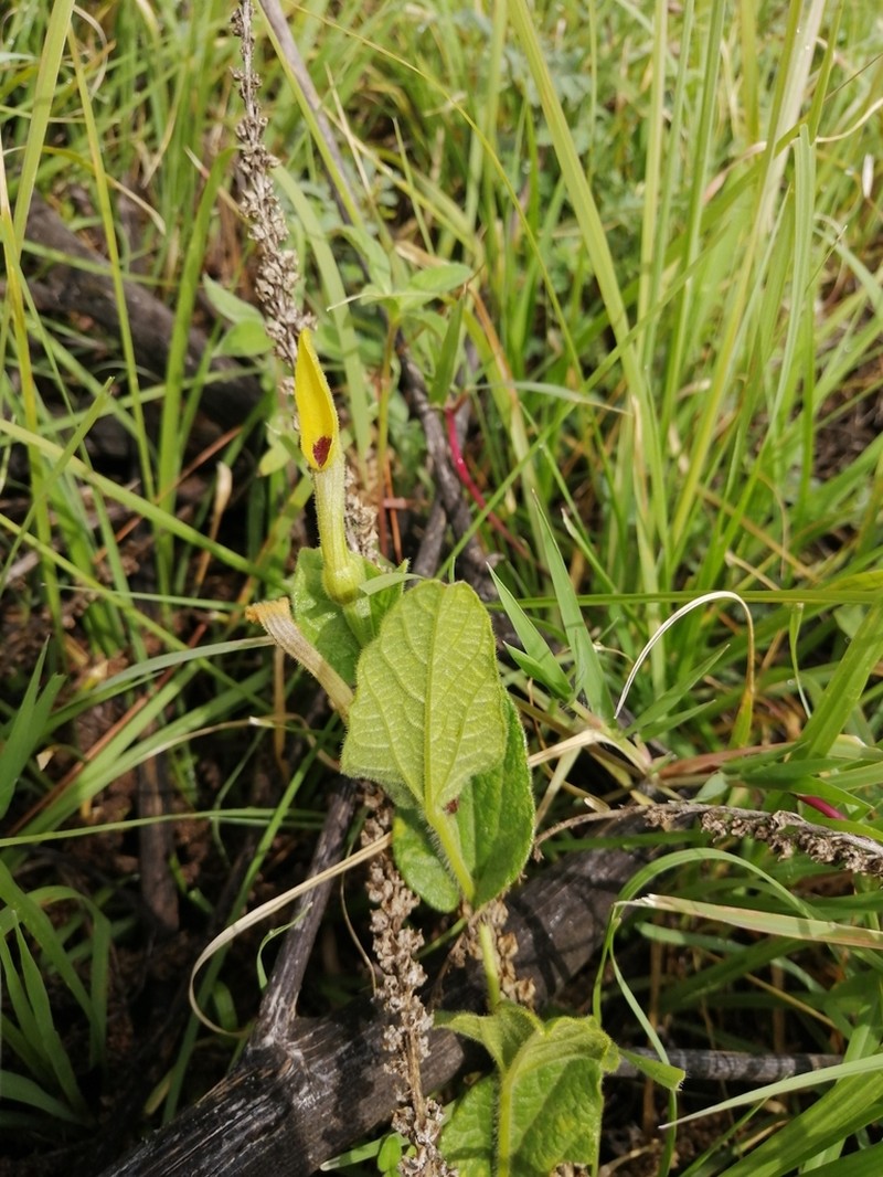 Aristolochia oaxacana photo 3