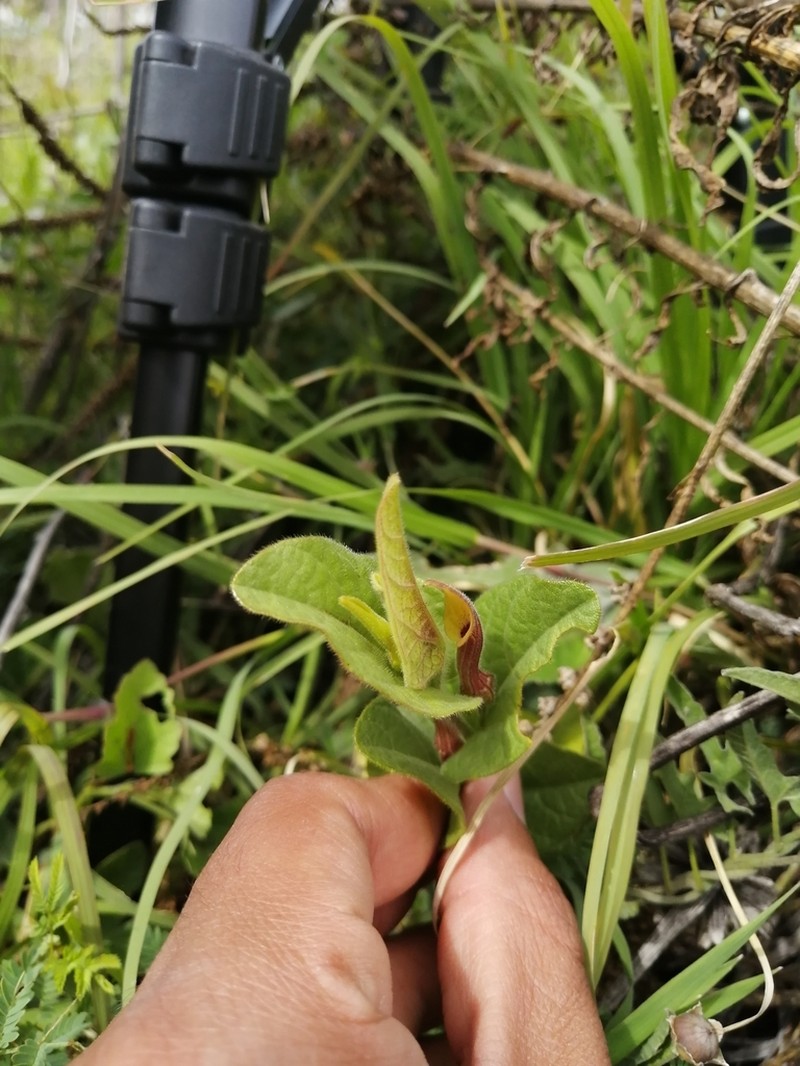 Aristolochia oaxacana photo 4