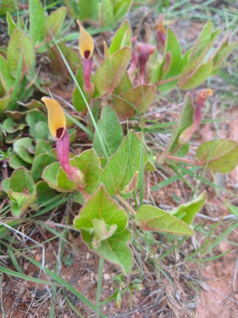 Aristolochia oaxacana photo 6