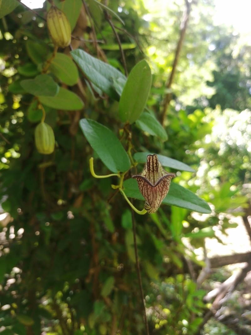 Aristolochia oblongata photo 2
