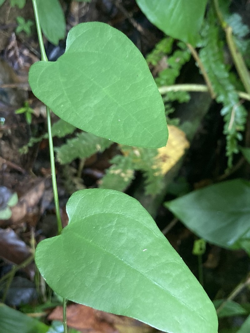 Aristolochia oblongata photo 3