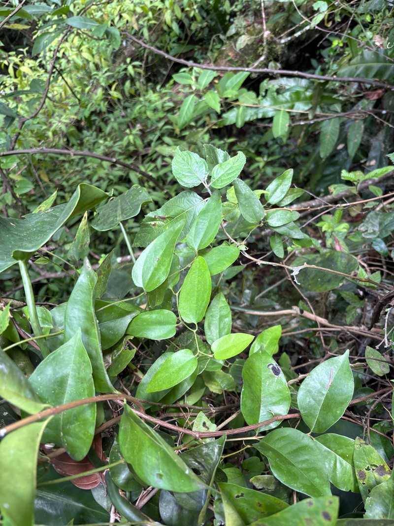 Aristolochia oblongata photo 4