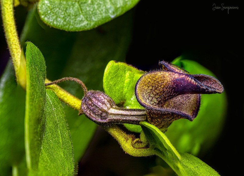 Aristolochia oblongata photo 5