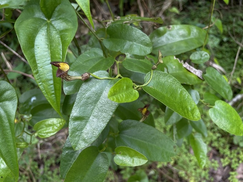 Aristolochia oblongata photo 6