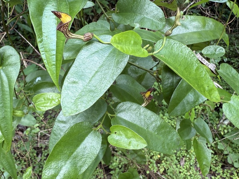 Aristolochia oblongata photo 7