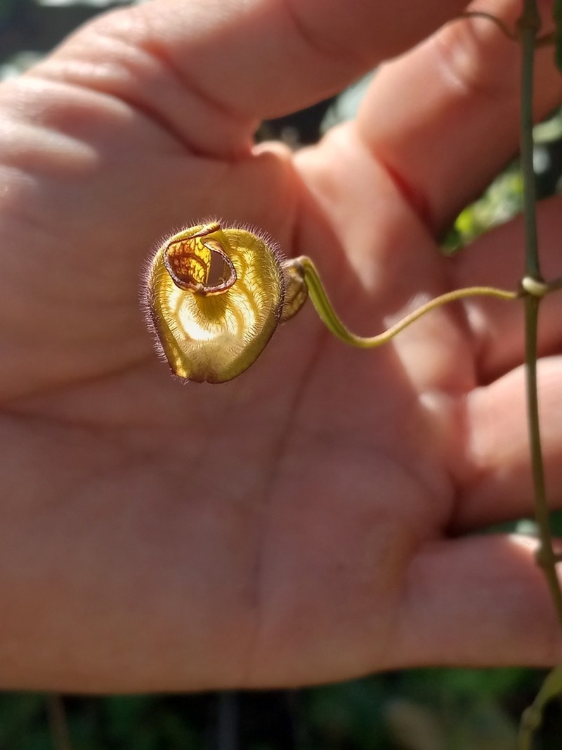 Aristolochia oblongata photo 8