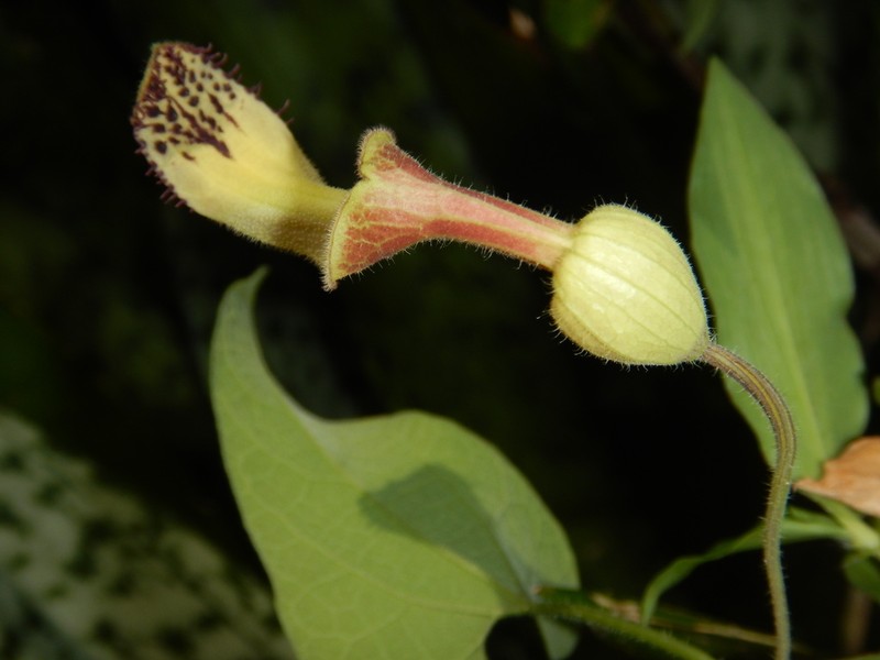 Aristolochia odora