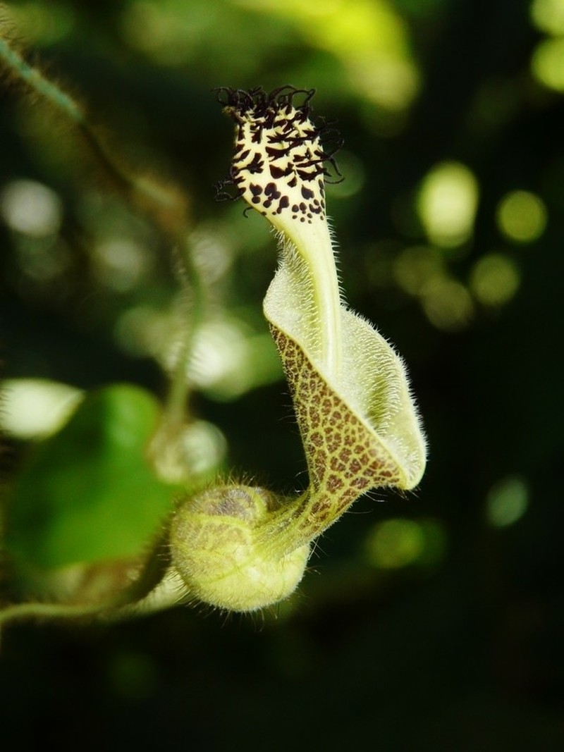 Aristolochia odora photo 2