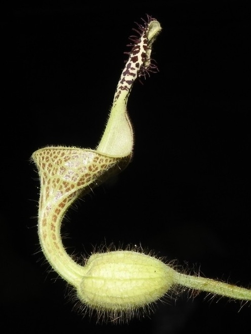 Aristolochia odora photo 3