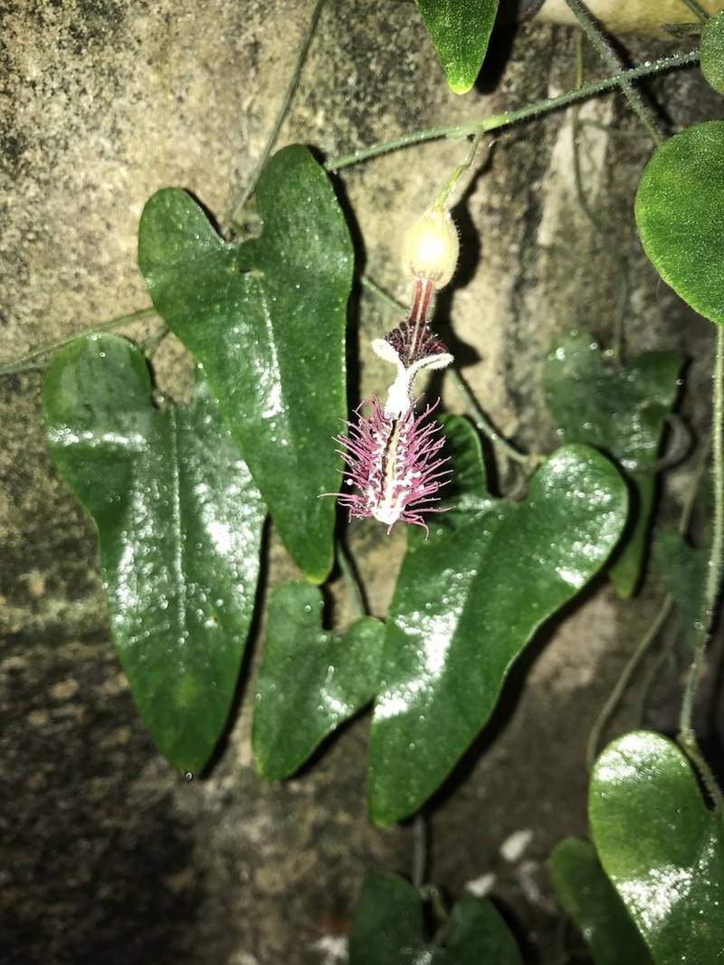 Aristolochia odora photo 4