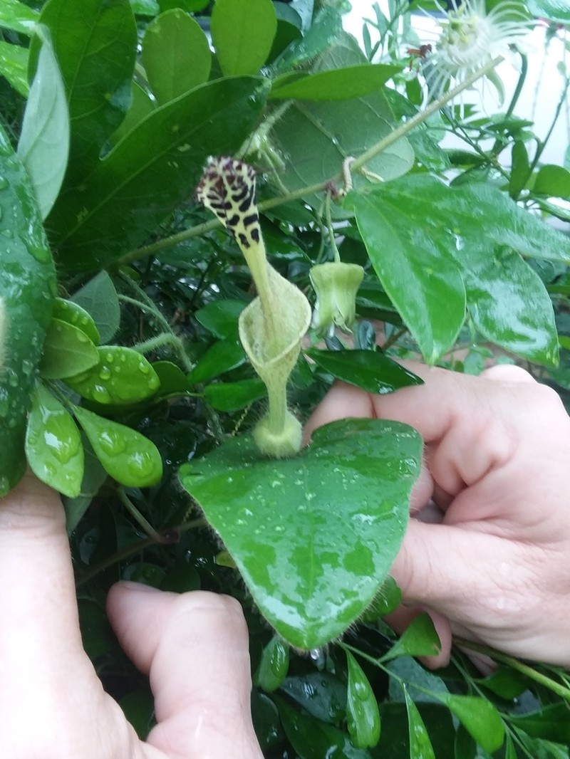 Aristolochia odora photo 5